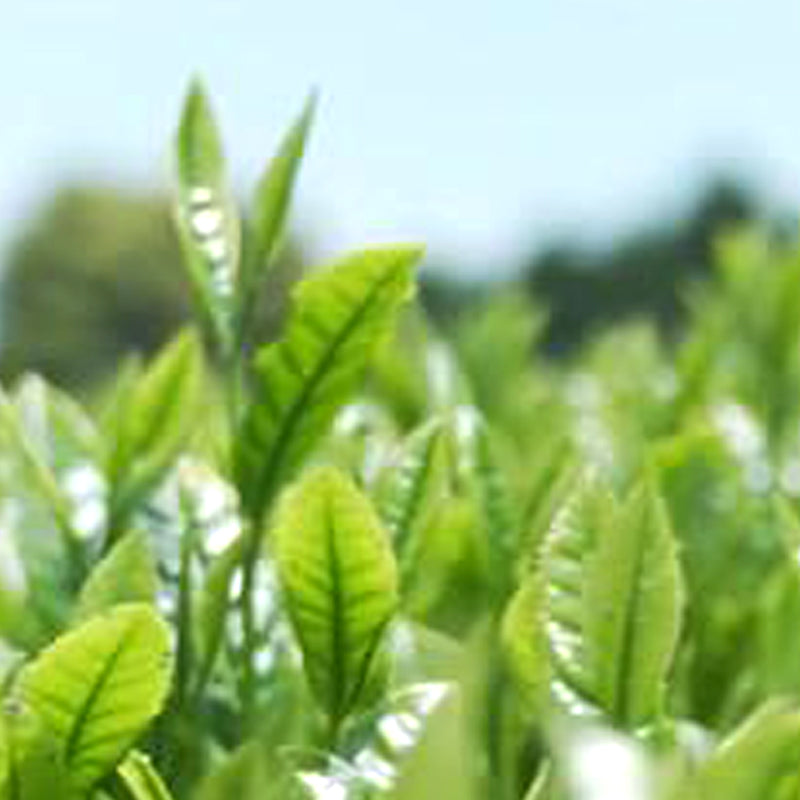 FRMA 特上 100%煎茶 一番茶 BULK|業務用 日本茶パウダー