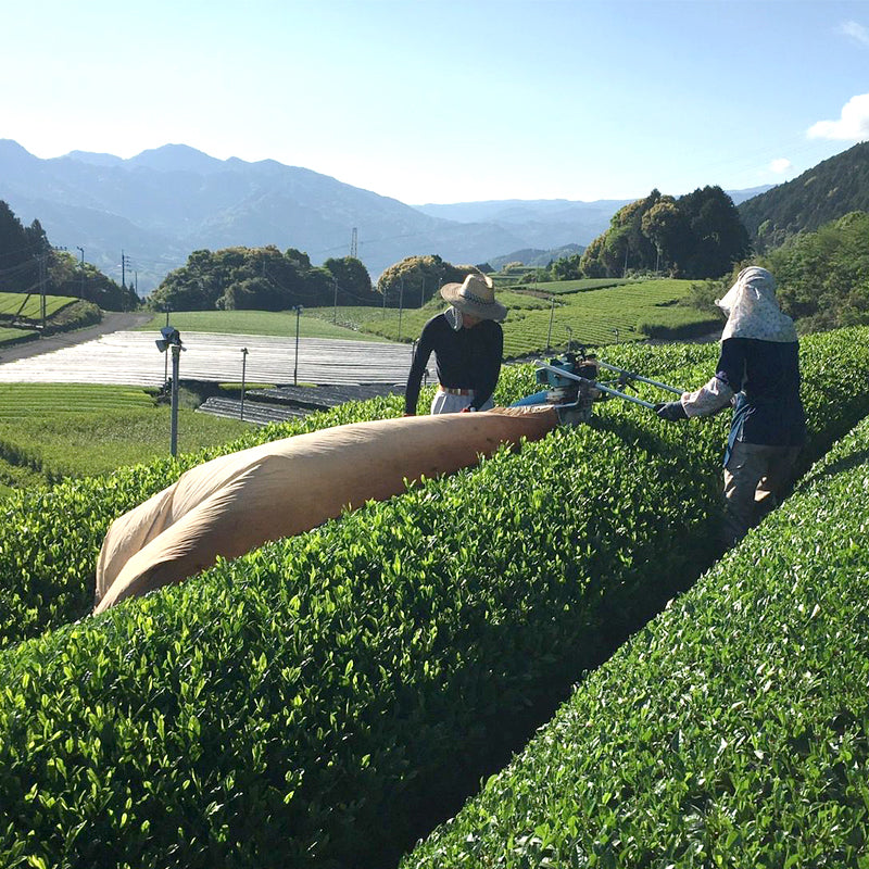FRMA 特上 100%煎茶 一番茶 BULK｜業務用 日本茶パウダー
