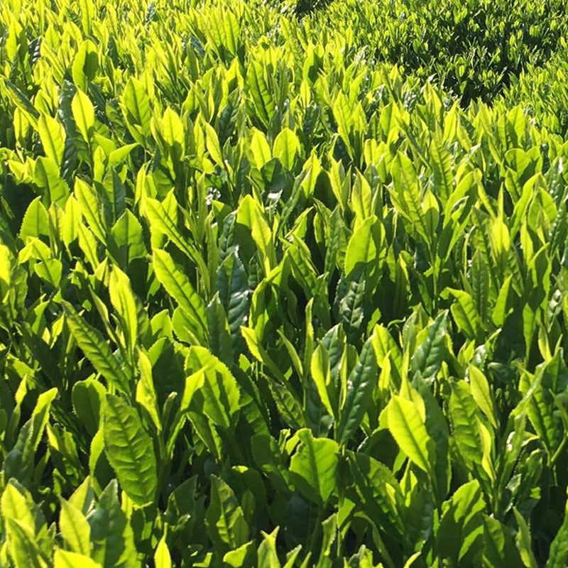 FRMA 特上 100%煎茶 一番茶 BULK｜業務用 日本茶パウダー